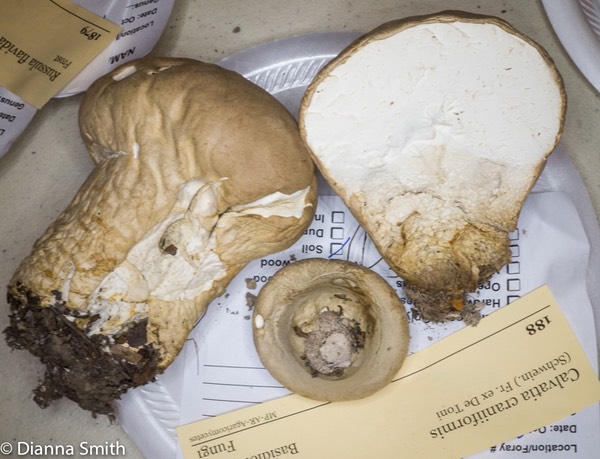 Calvatia craniformis04067