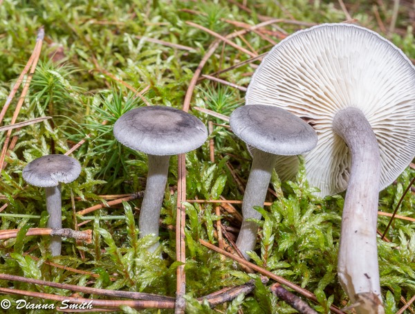 Cantharellula umbonata05929
