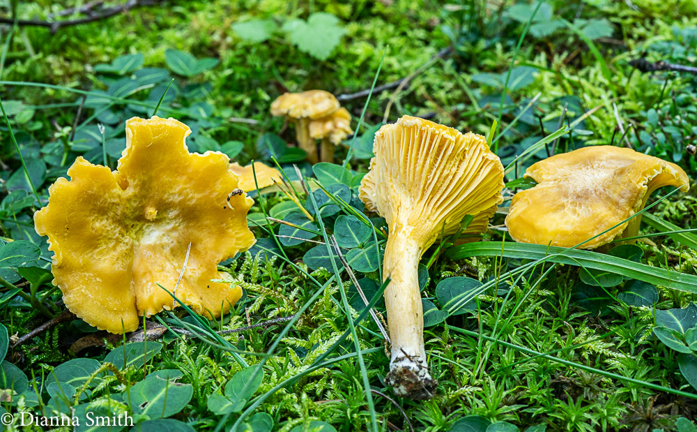 Cantharellus appalachiensis 00686