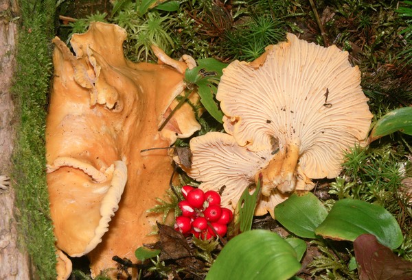 Cantharellus cibarius0047