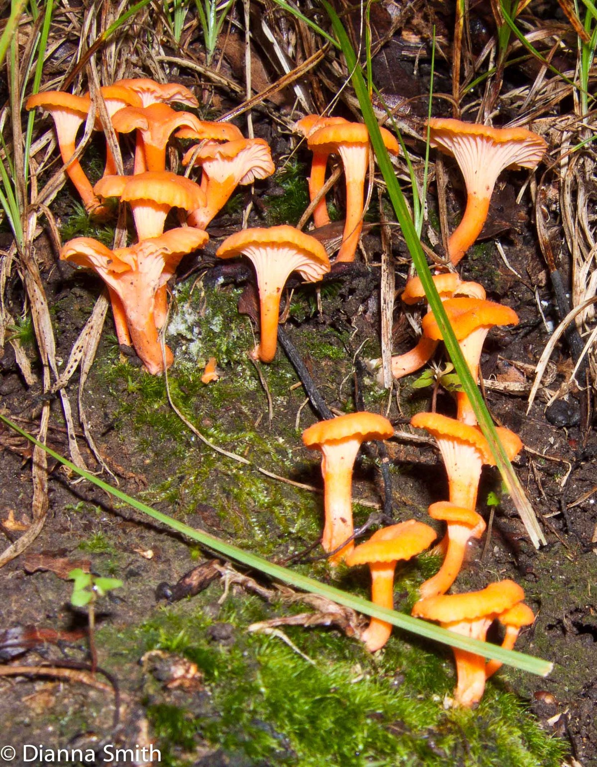 Cantharellus cinnabarinus3039