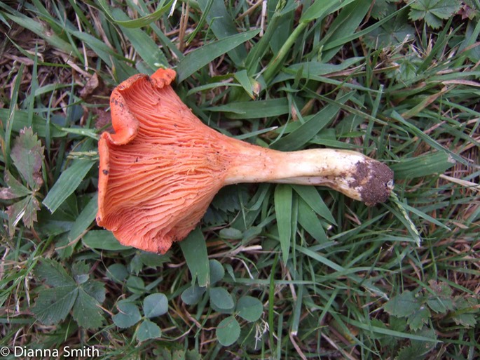 Cantharellus cinnabarinus4604