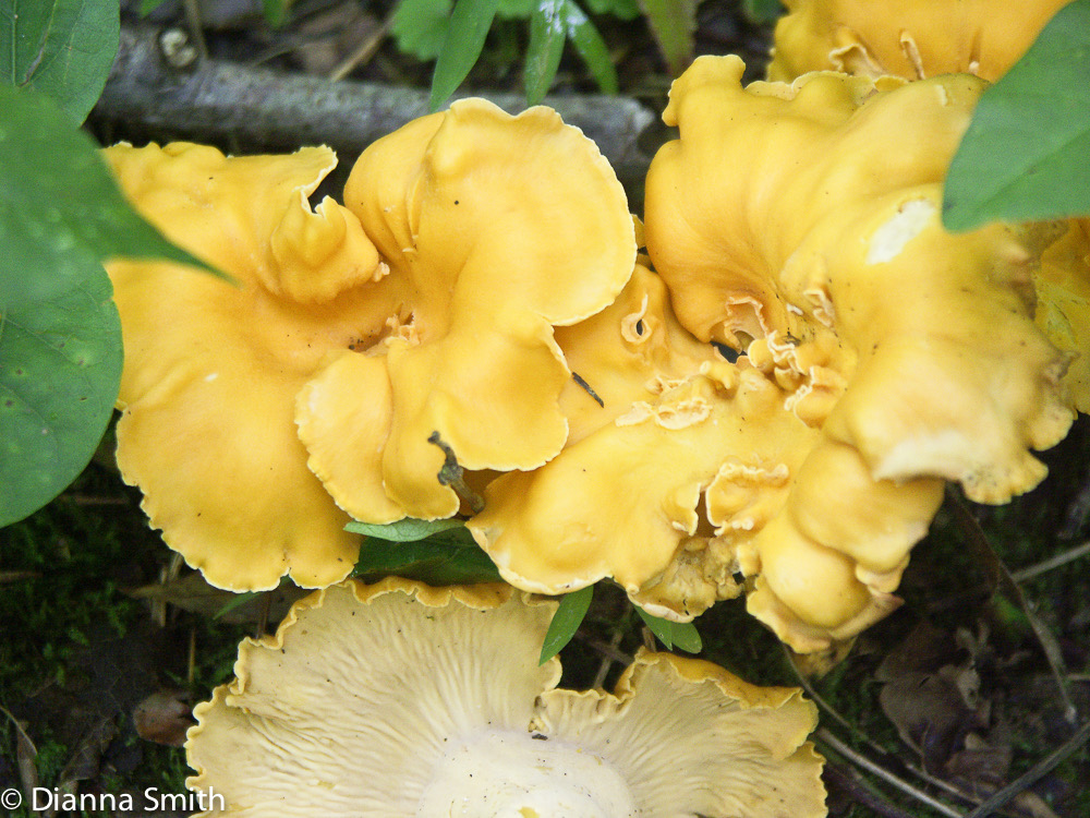 Cantharellus lateritius0342