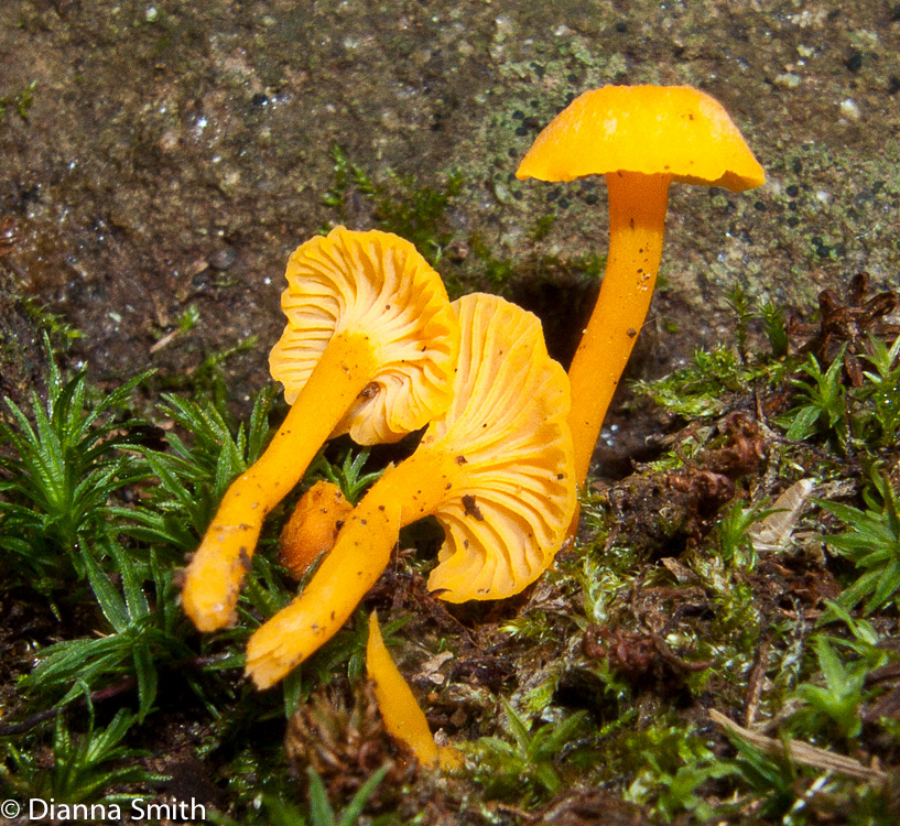 Cantharellus minor2988