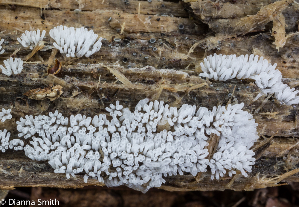 Ceratiomyxa fruticulosa01116