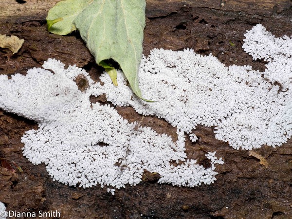 Ceratiomyxa fruticulosa1000190