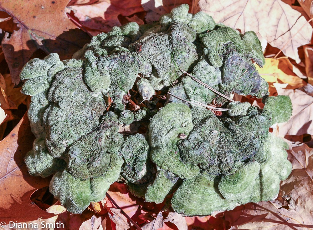 Cerrena unicolor7152