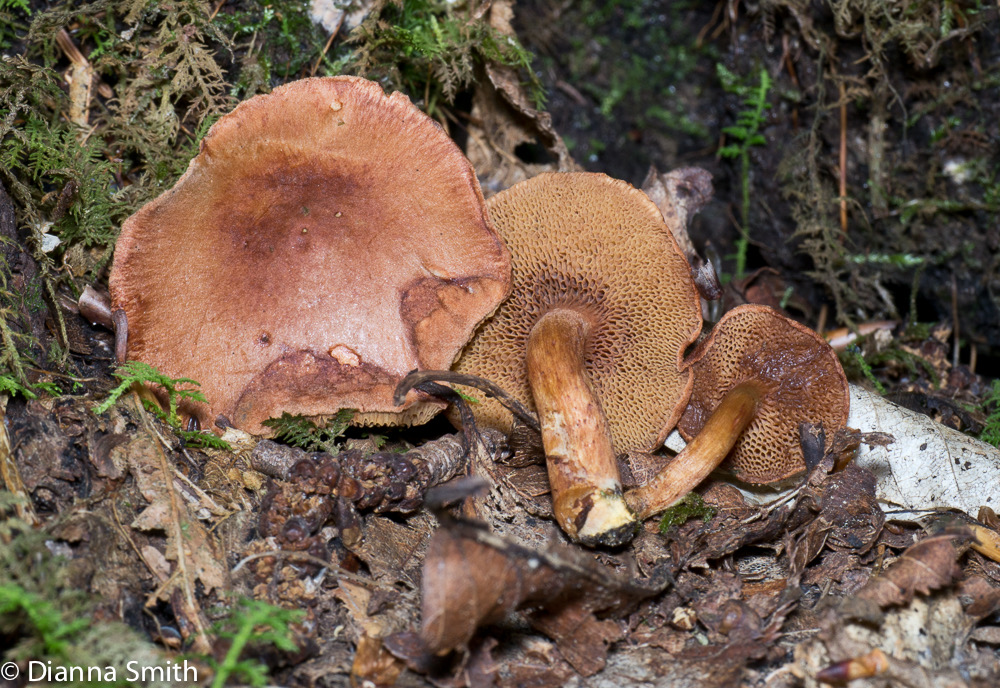 Chalciporus piperatus1010469