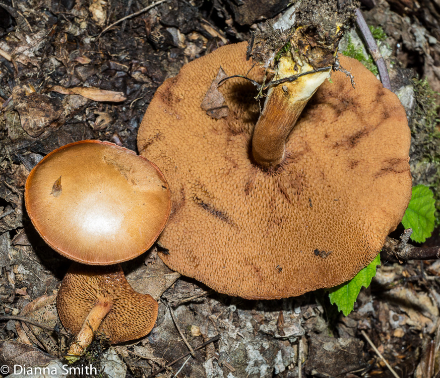 Chalciporus piperatus02492