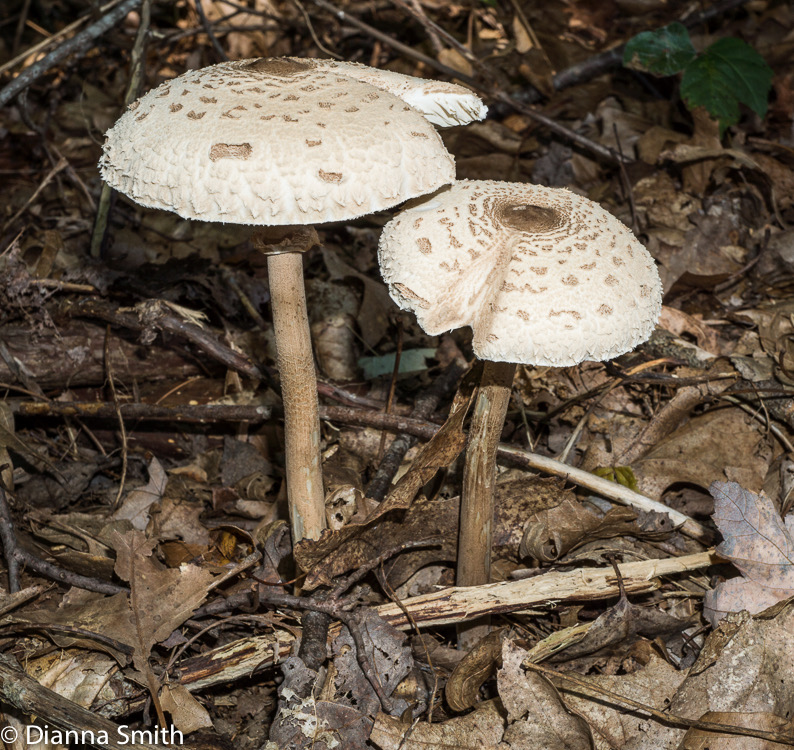 Chlorophyllum (Macrolepiota) procera02560