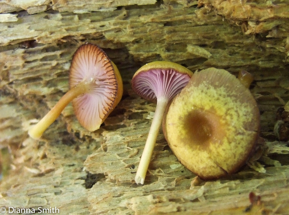 Chromosera cyanophylla 1259