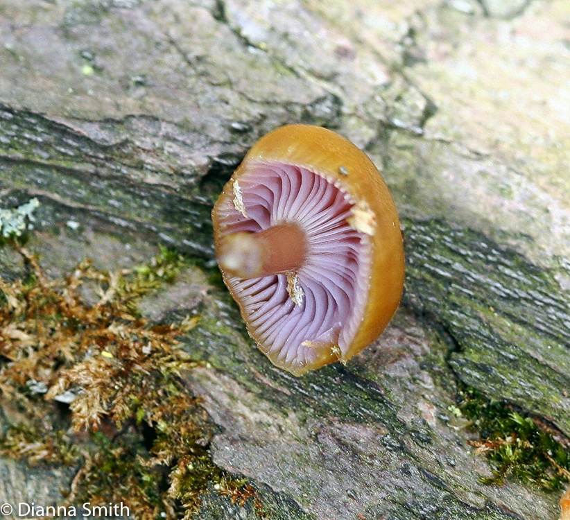 Chromosera cyanophylla7821e