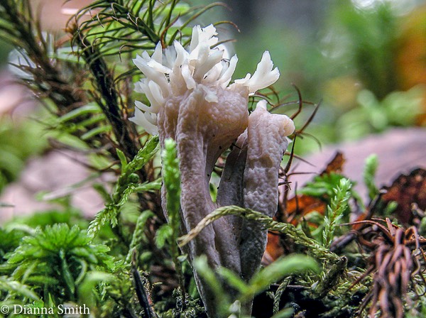Clavaria ornatipes 1510