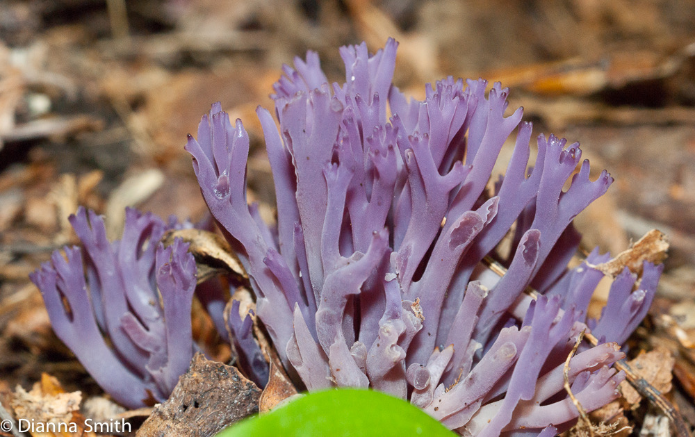 Clavaria zollingeri01063
