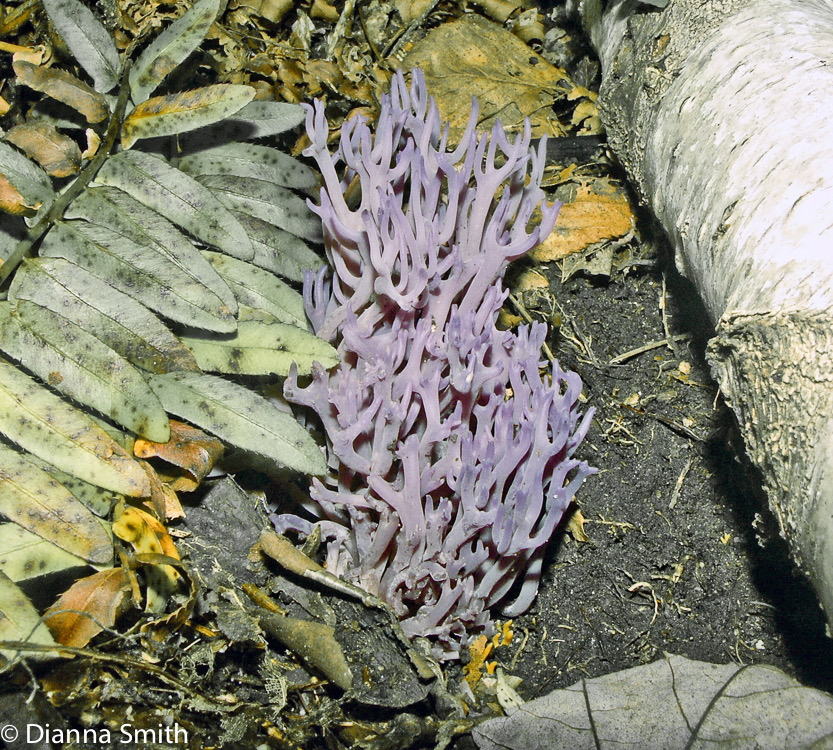 Clavaria zollingeri2178