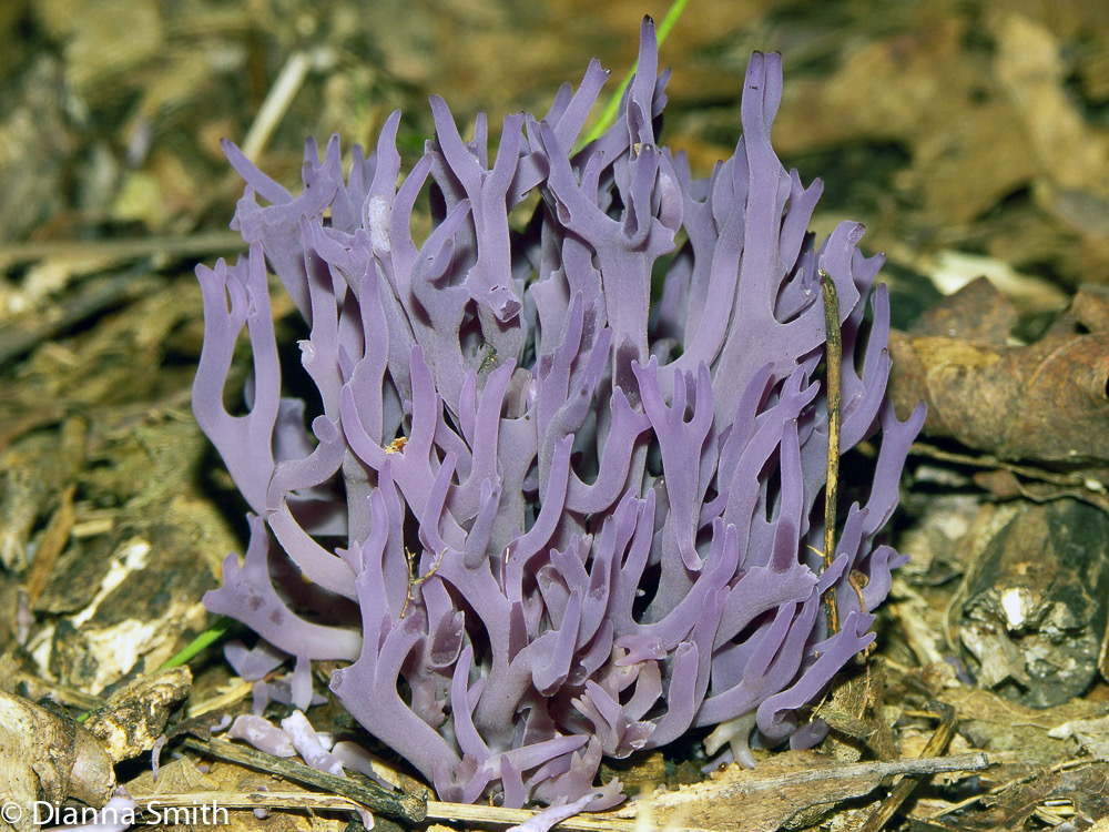 Clavaria zollingeri2236
