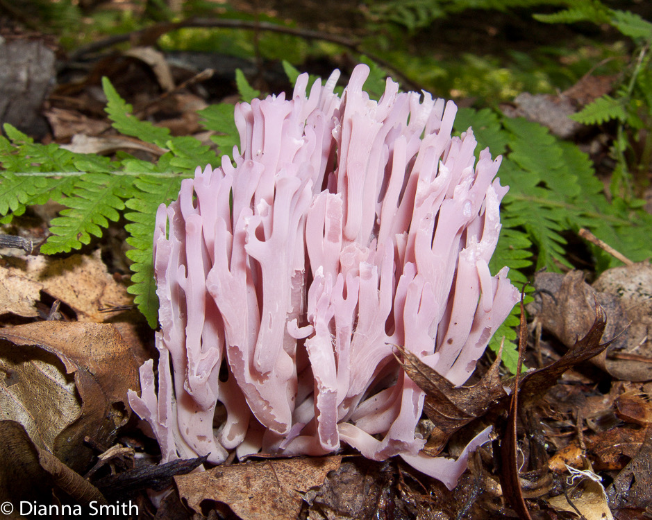 Clavaria zollingeri2991