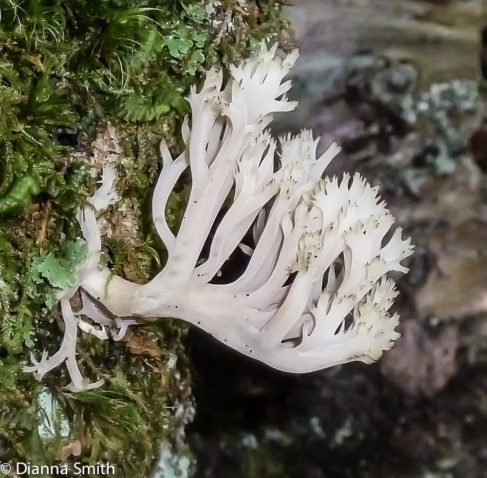 Clavulina coralloides (aka Clavulina cristata)1020600