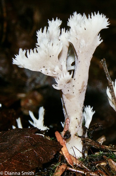 Clavulina coralloides (Clavulina cristata)1665