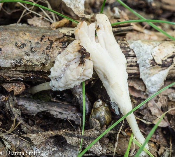 Clavulina rugosa 05524