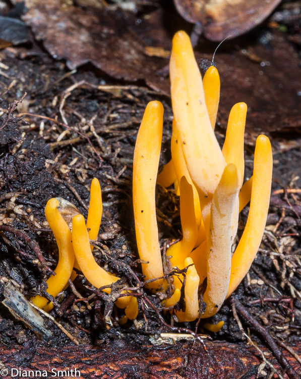 Clavulinopsis aurantiocinnabarinus02470
