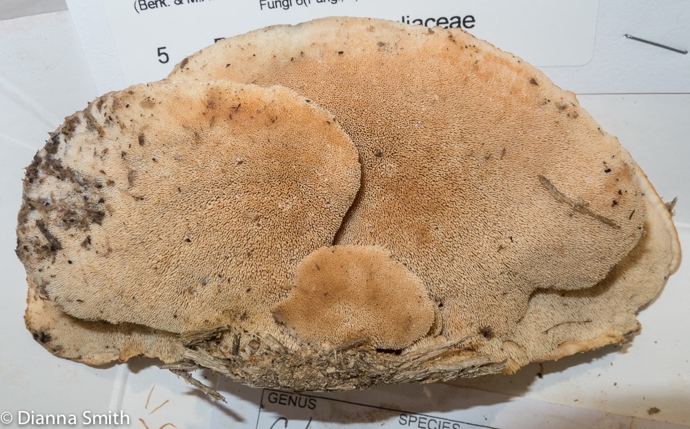 Climacodon pulcherrium 3418
