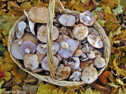 Clitocybe nuda (syn. Lepista nuda)  basket2395