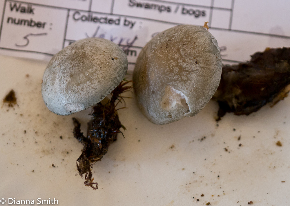 Clitocybe odora1010229