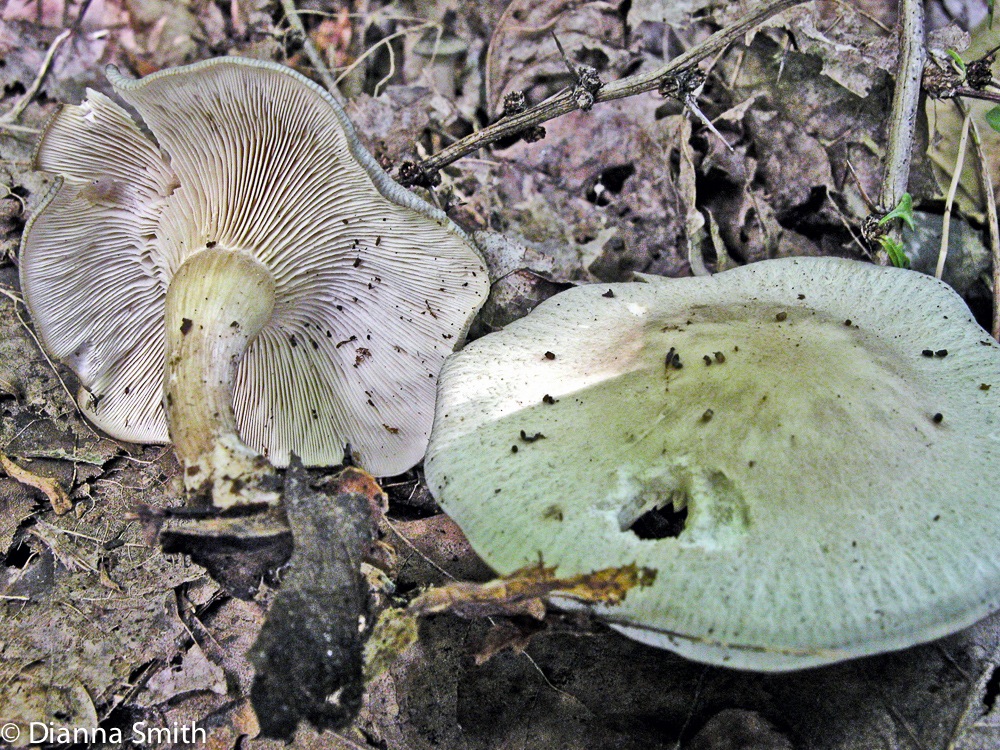 Clitocybe odora7439