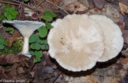 Clitocybe robusta02714