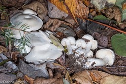 Clitocybe subconnexa6330