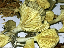 Clitocybe trullaeformis2012