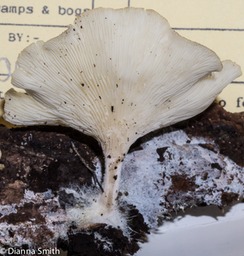 Clitocybe truncicola01533