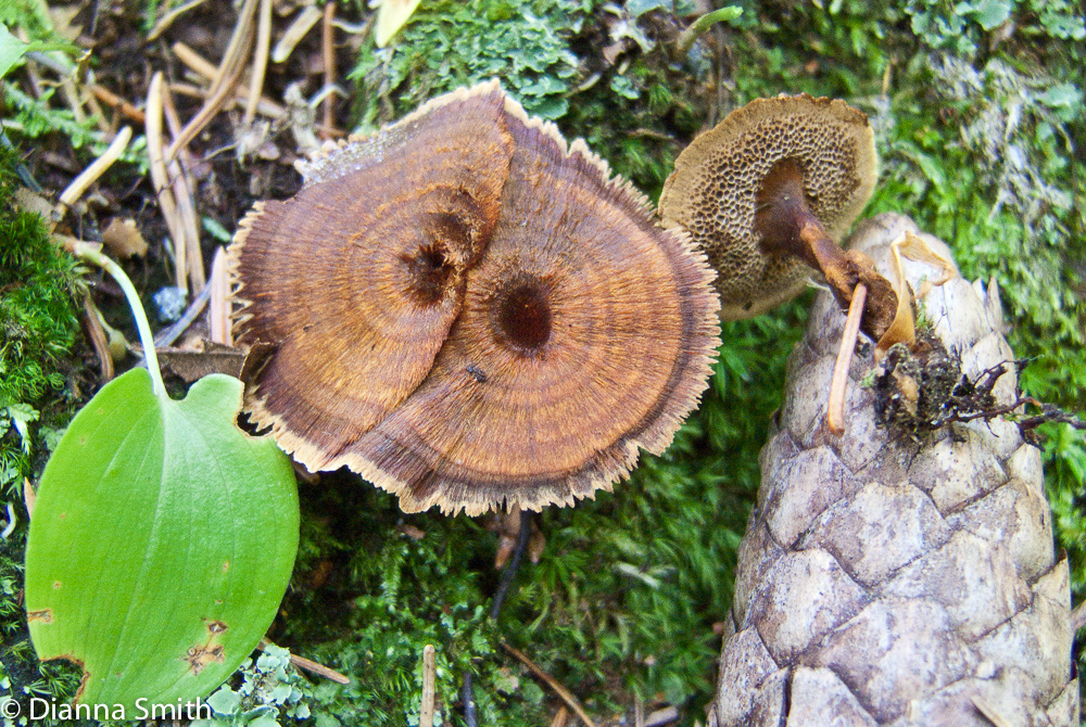 Coltricia cinnamomea2798