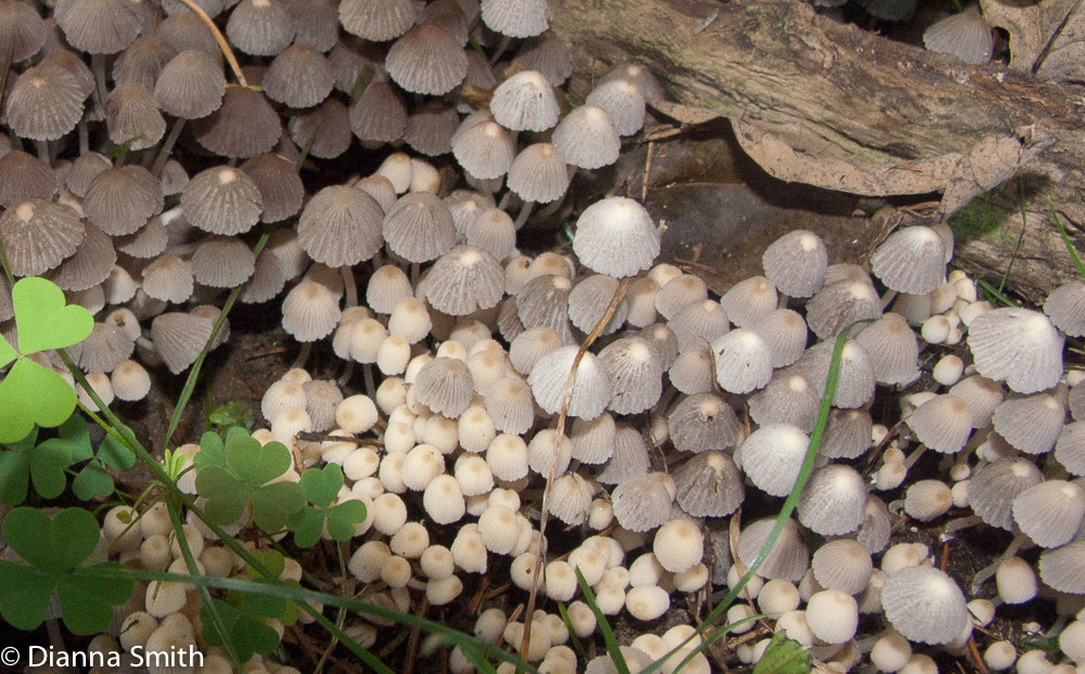 Coprinellus disseminatus (Coprinus disseminatus) 6718