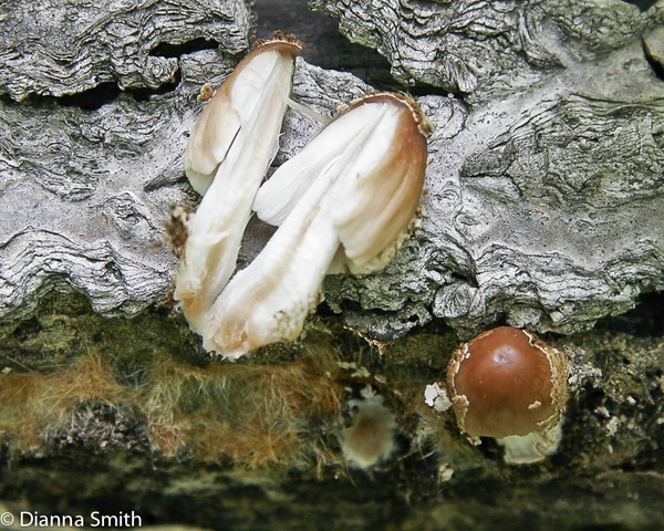 Coprinellus laniger (Coprinus laniger)2397