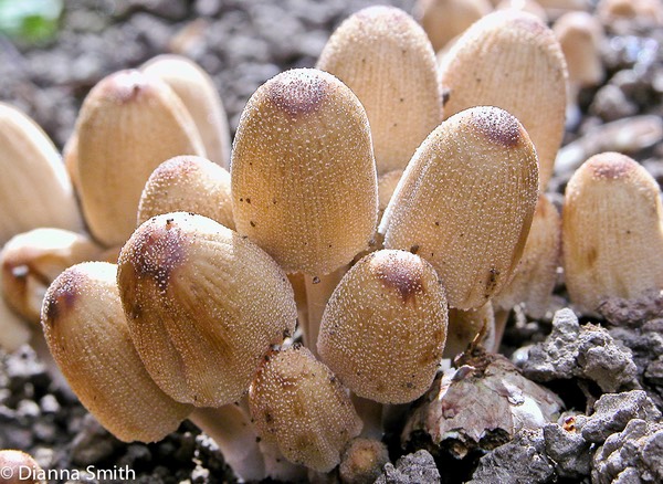 Coprinellus micaceus (Coprinus micaceus)1374