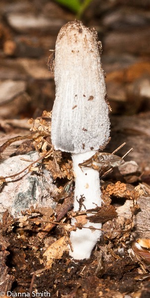 Coprinopsis lagopus (Coprinus lagopus) 1958