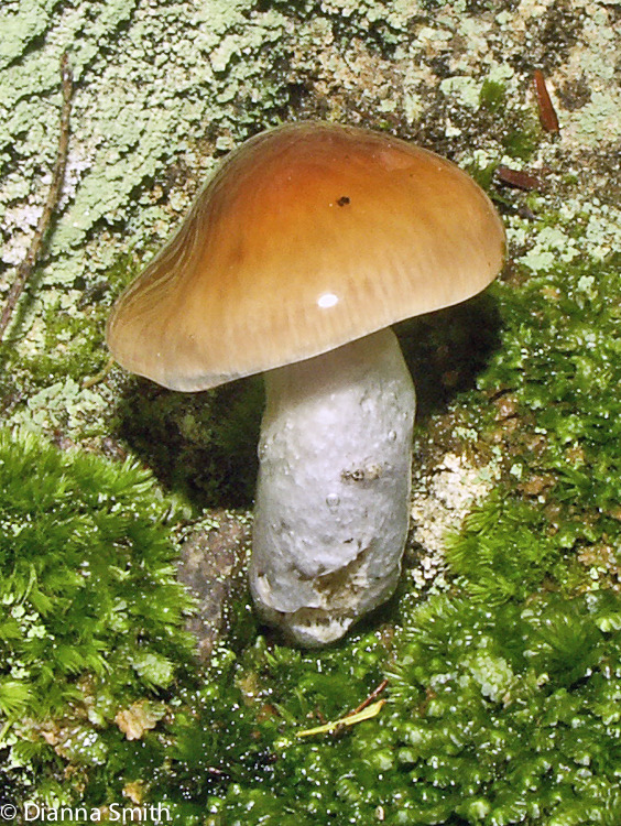 Cortinarius collinitus3558