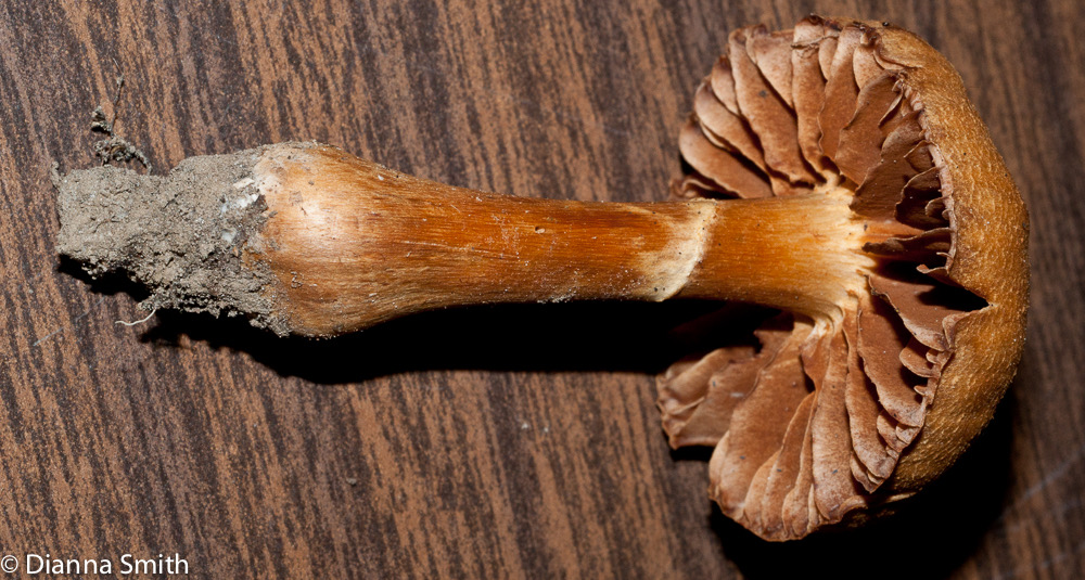 Cortinarius distans03104