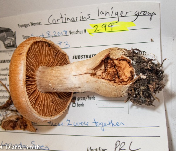 Cortinarius laniger group 9090997