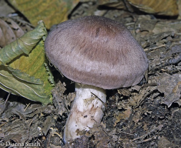 Cortinarius lilacinus Fibrillose lilac-purple dry cap, white fibrillose stem  3915