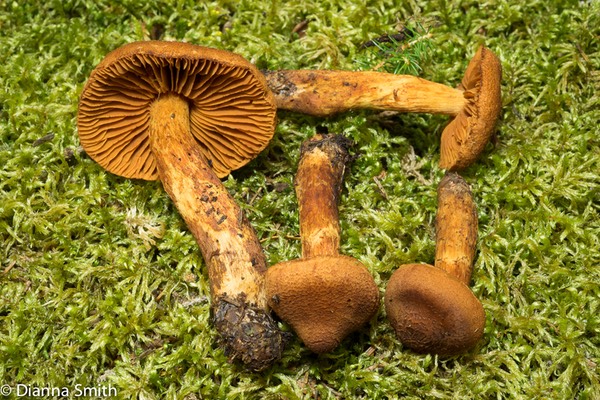 Cortinarius limoneus01673