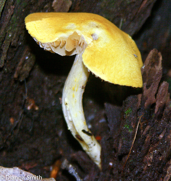 Cortinarius luteus1014