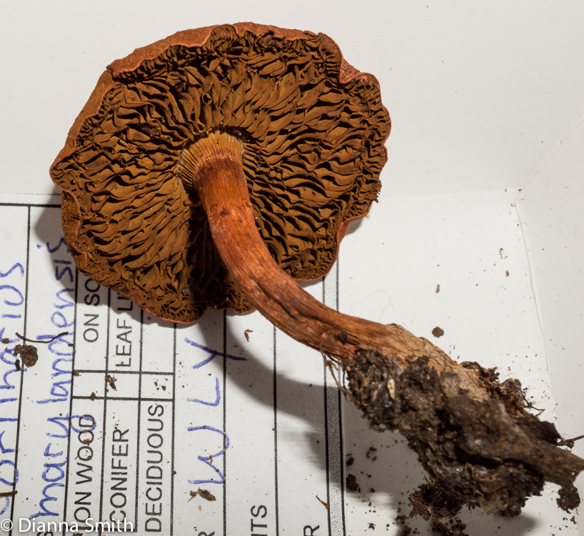 Cortinarius marylandensis02837