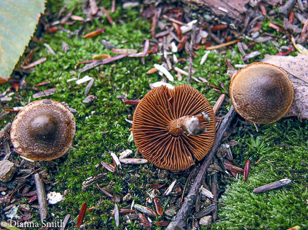 Cortinarius paleiferus 9019-2