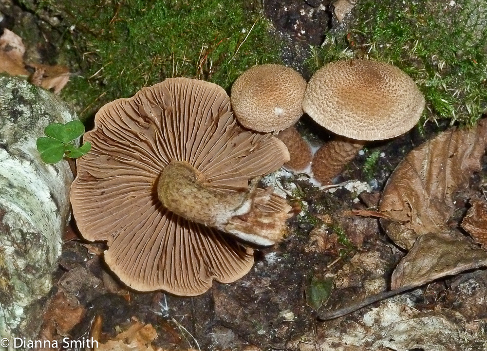 Cortinarius pholideus1020566