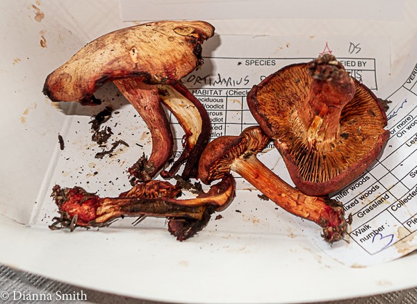 Cortinarius rubicundulus1327