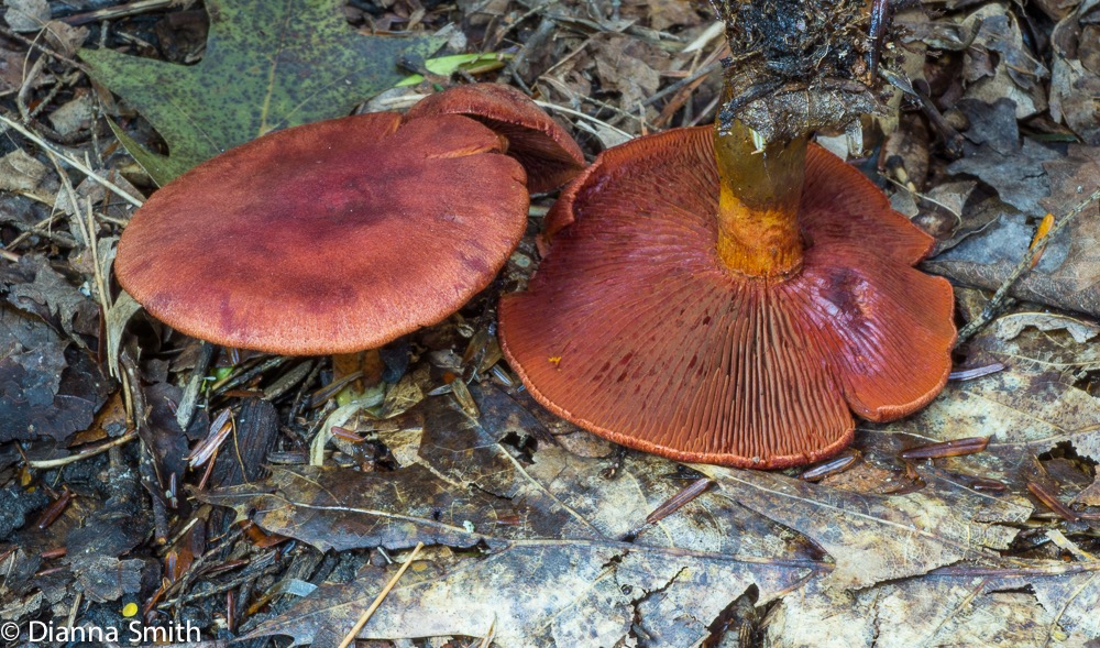 Cortinarius sanguineus 05601