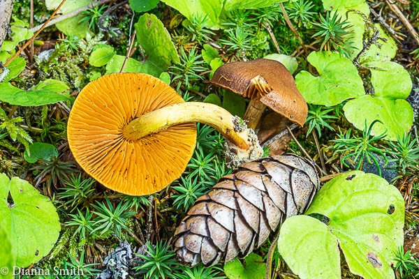 Cortinarius small, brown tacky? cap, orange gills, yellow stem in moss, conifers  02051